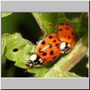 Harmonia axyridis - Asiatischer Marienkaefer 08.jpg